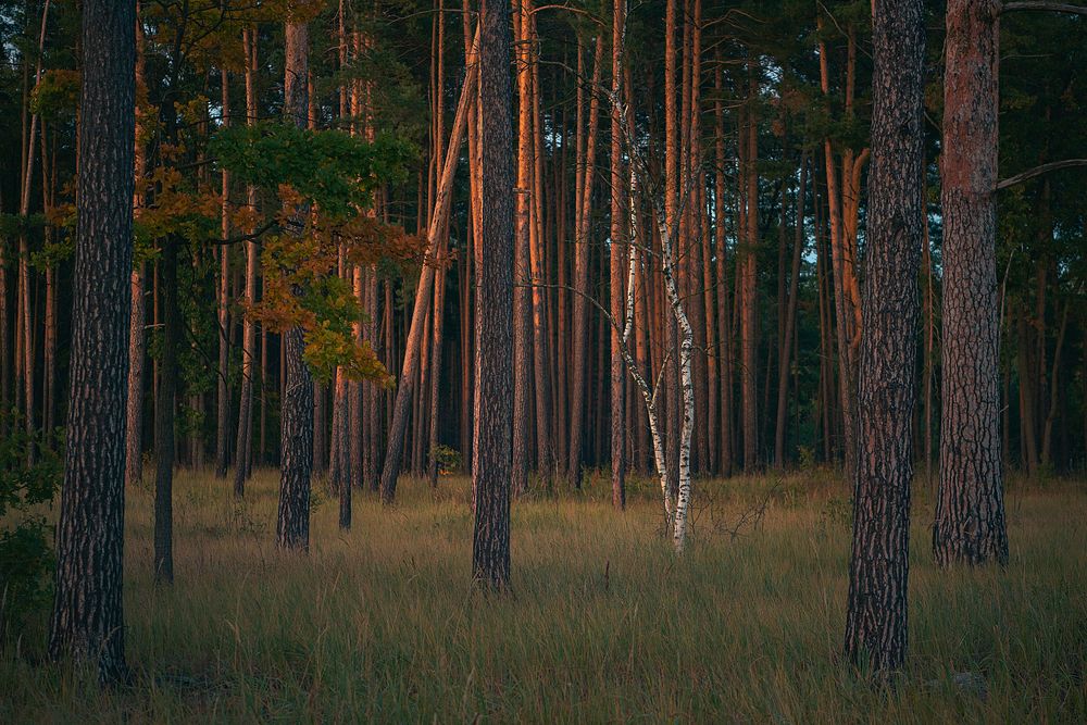 Photograph by Андрей Cоколов