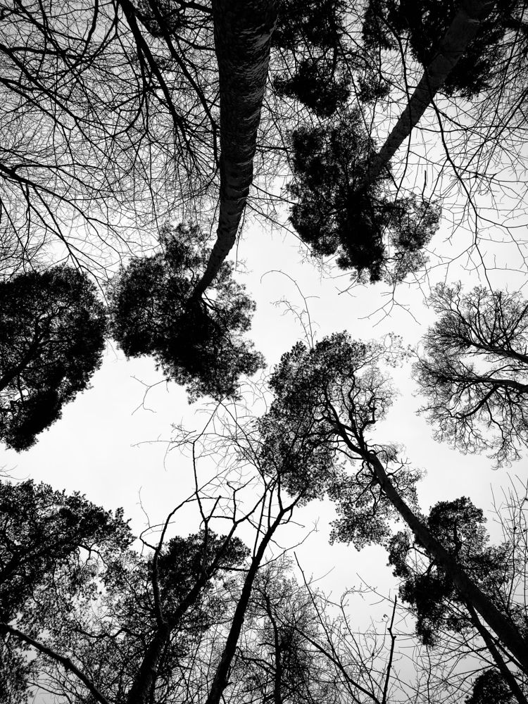 Photograph by Laura Simanaviciute