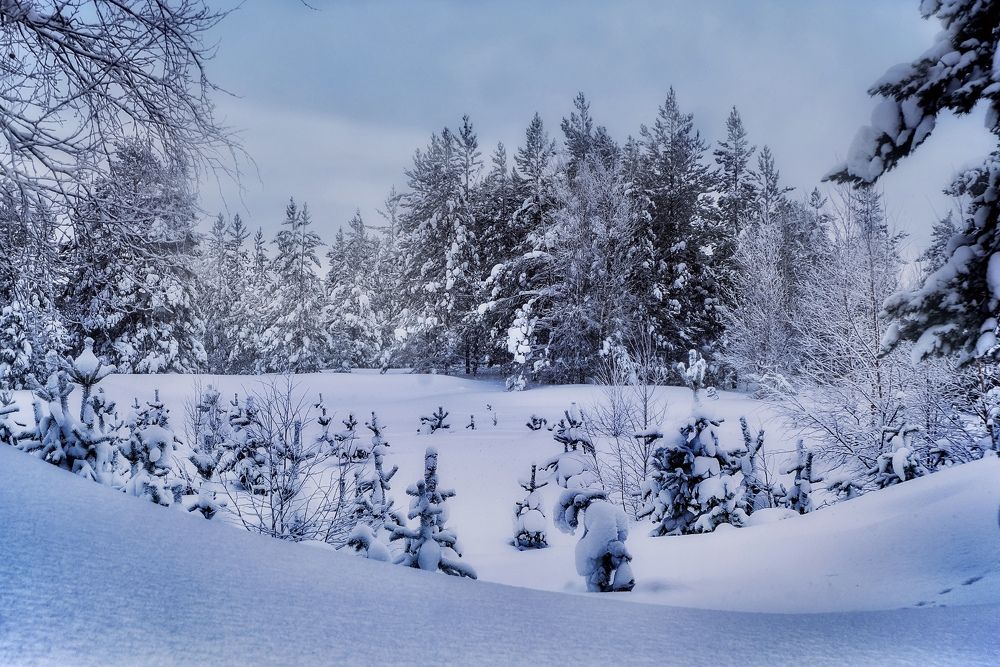 Фотография автора Виктория Шаманова
