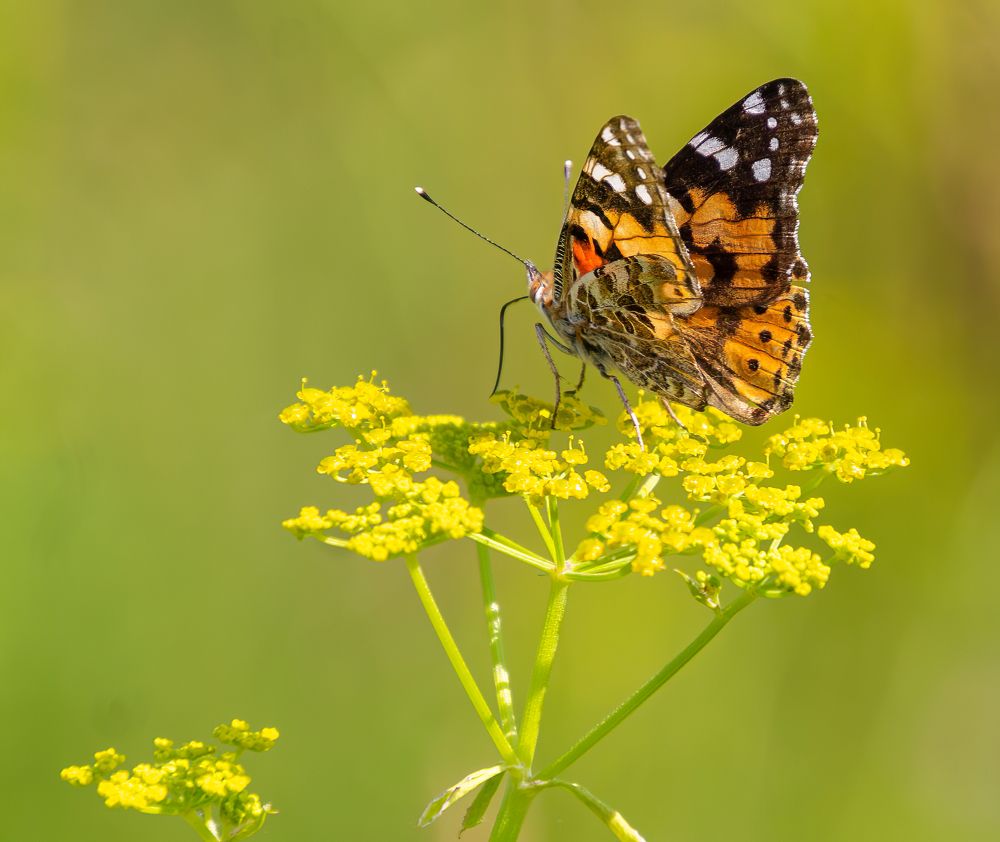 Photograph by Эдуард Седельник