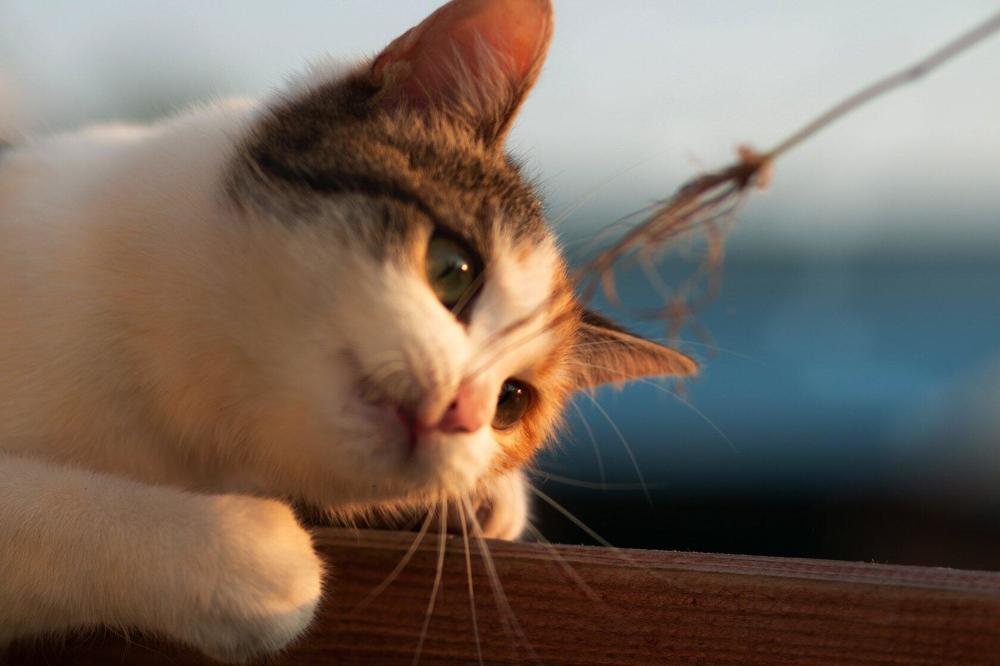 Photograph by Елена Миролюбова