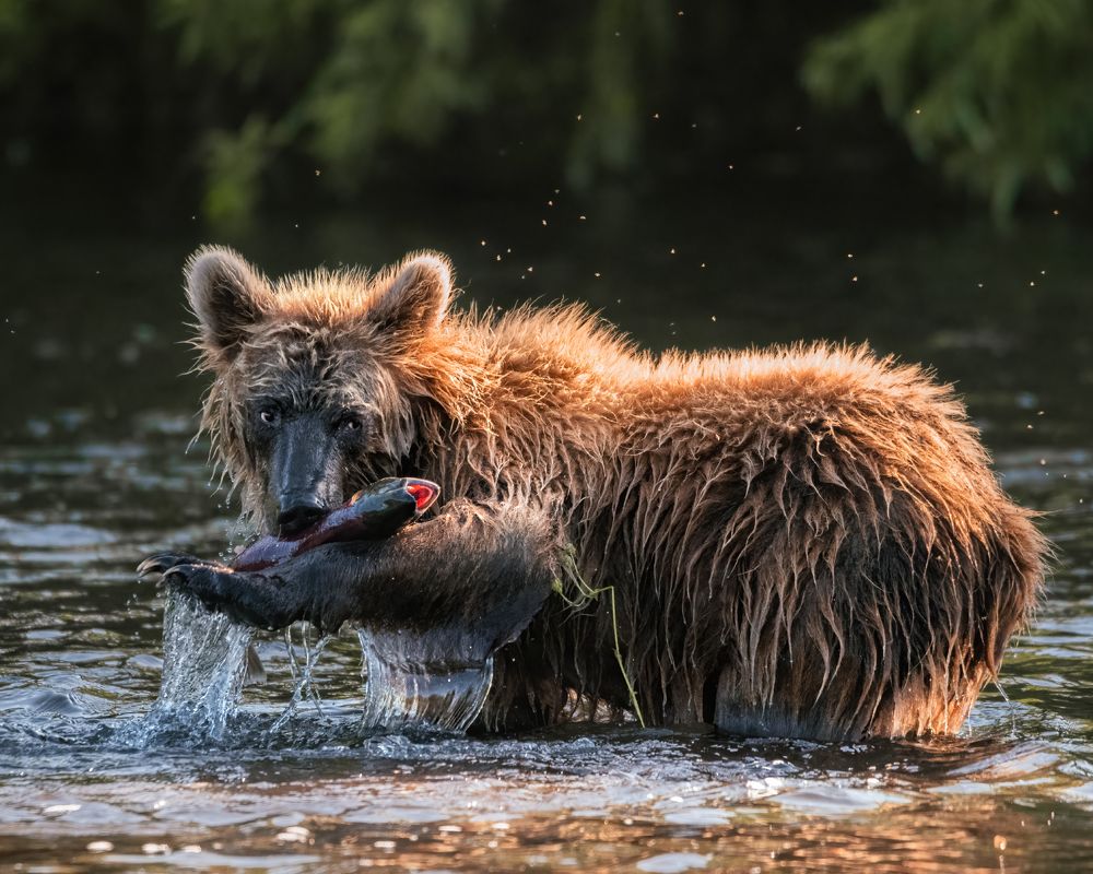 Камчатский рыбак