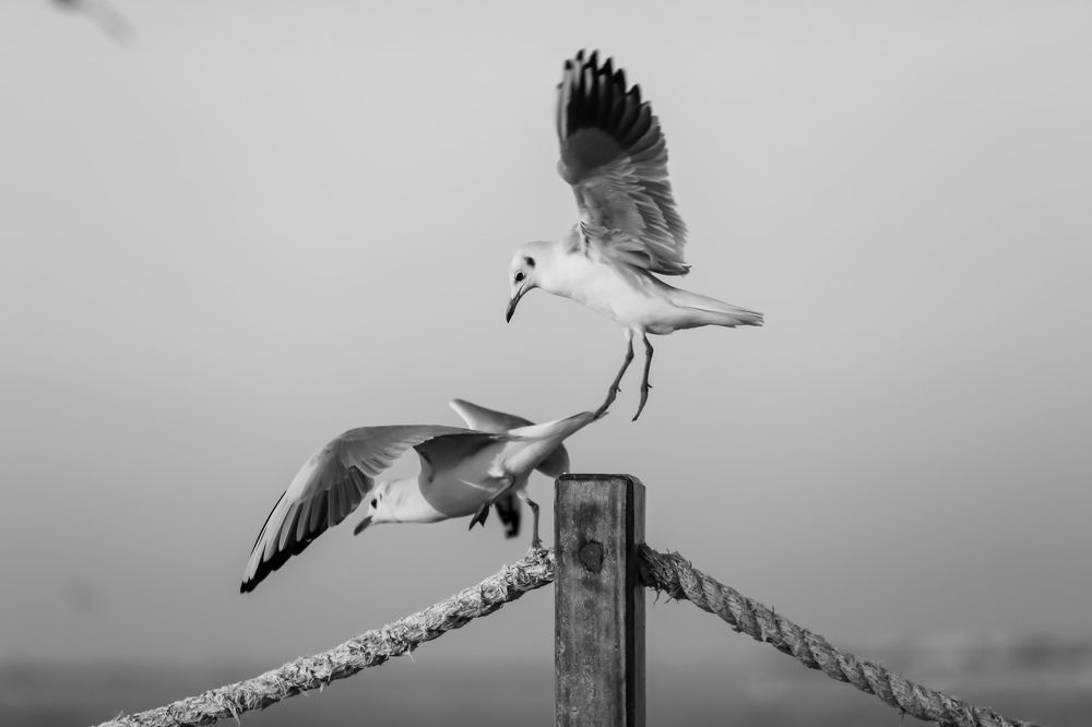 Фотография автора Furqan Hadier