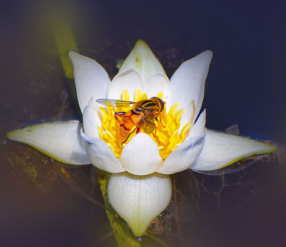 Сладкий нектар кувшинки