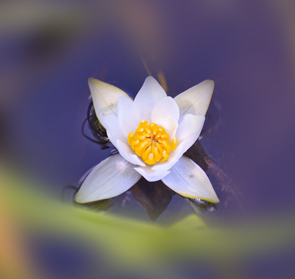 Нежная кувшинка