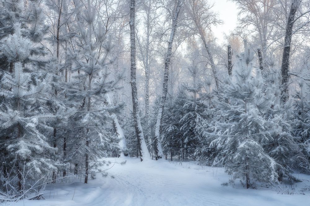 В царстве Снежной Королевы