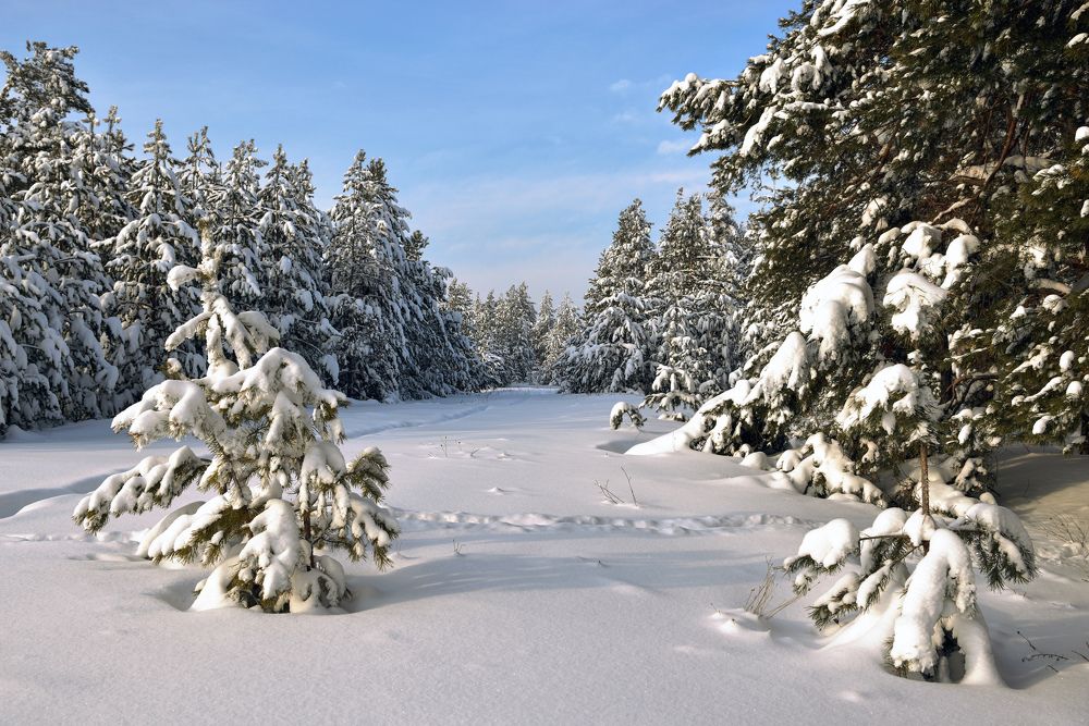 Снежком мороз укутывал...