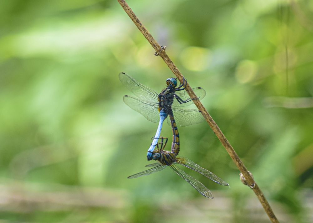 Photograph by Nishuli Mcdonald