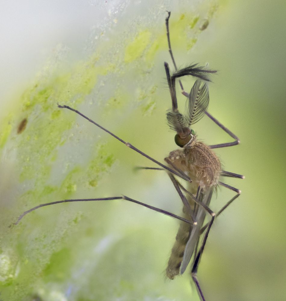 Photograph by Эльвира Быкова