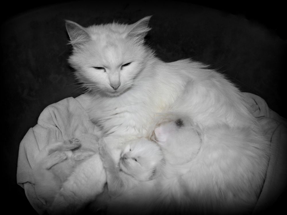 Фотография автора Nelya  Lysenko