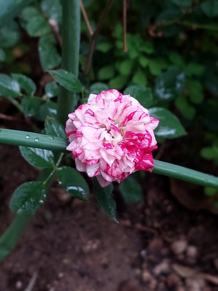 عکاسی با موبایل