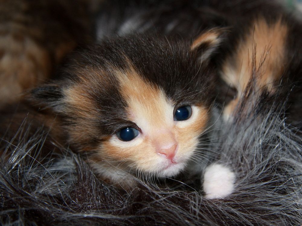 Фотография автора Nelya  Lysenko