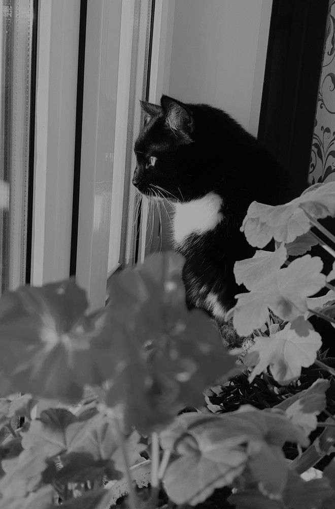 The cat looks out the window