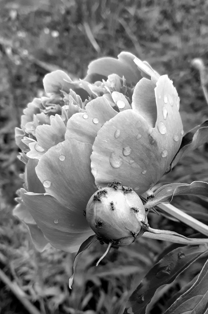 Peony flower and bud in water drops and ants