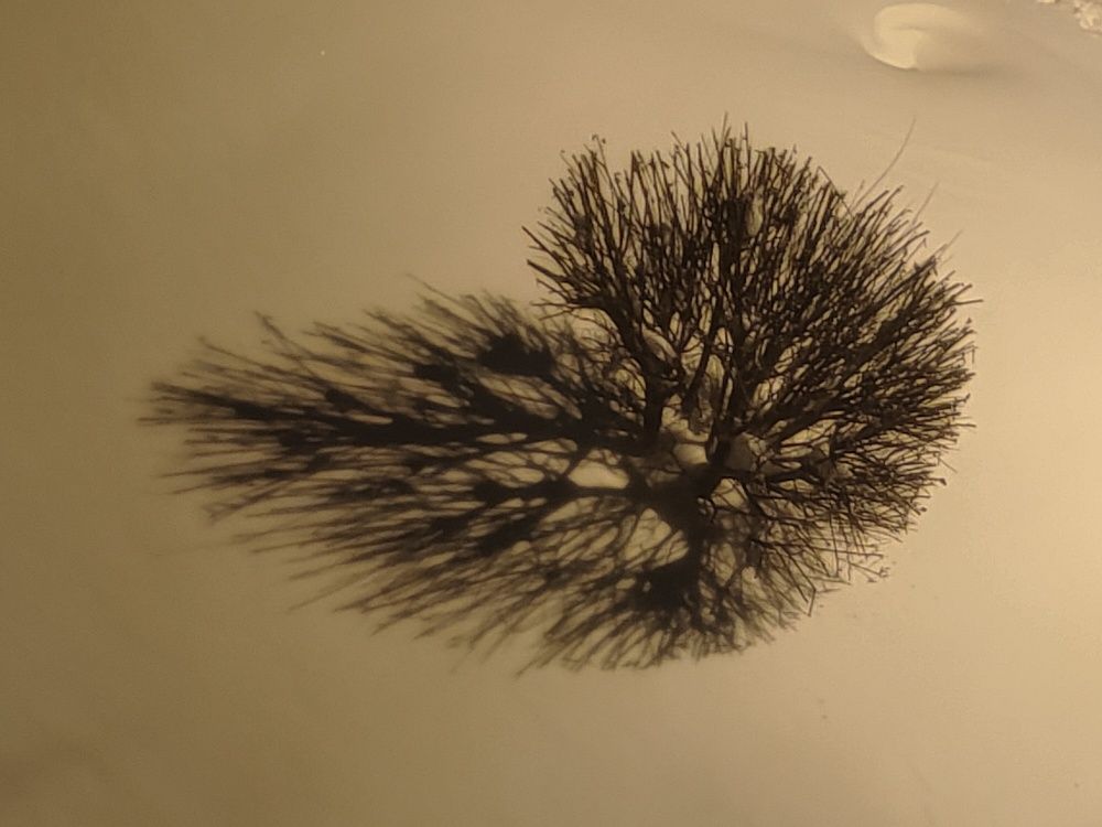 Photograph by Ольга