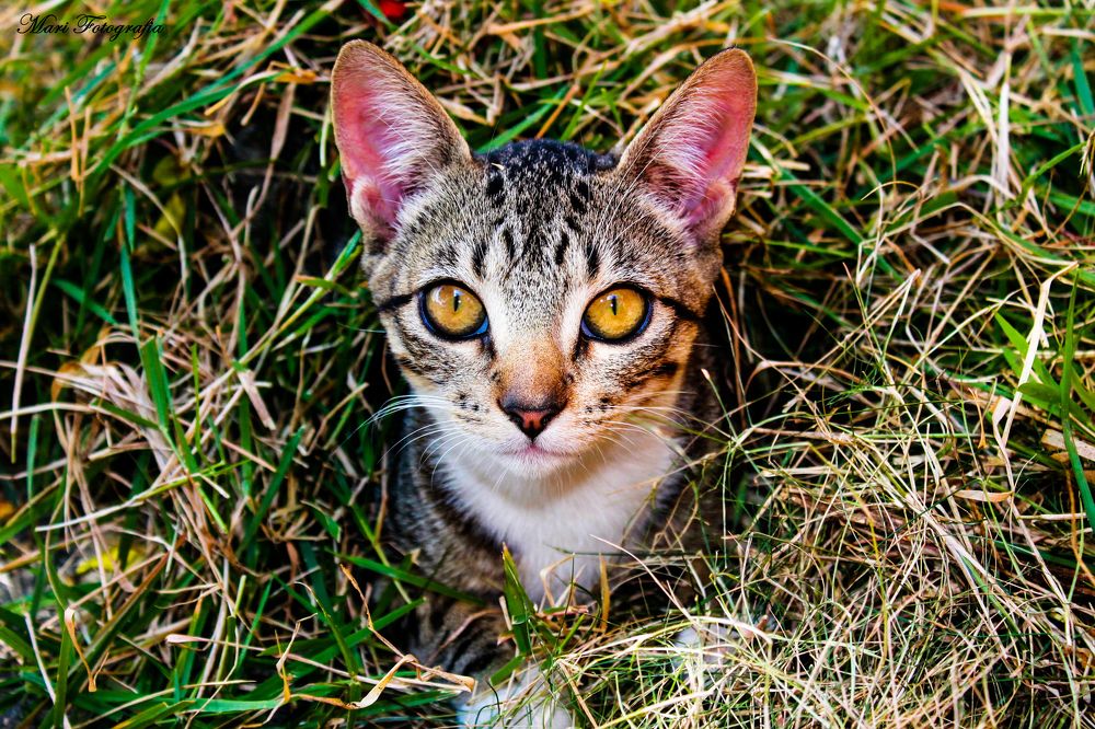 Photograph by Mariana Barboza