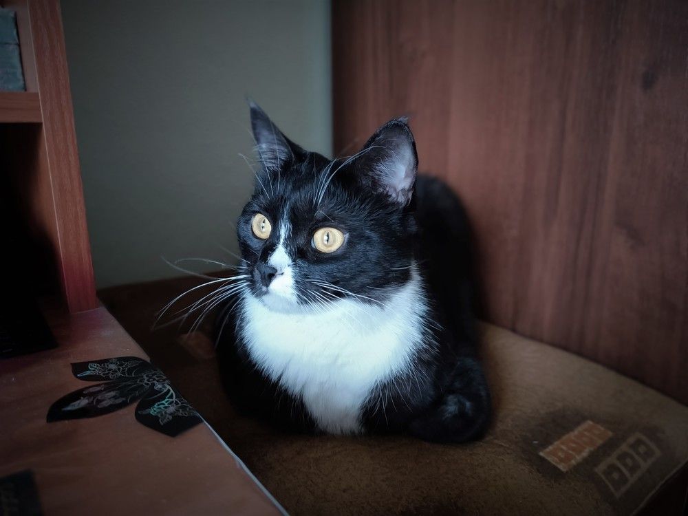 Тихон наблюдает