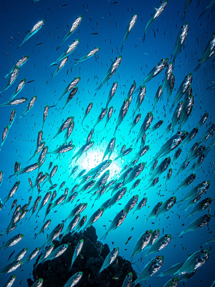 Photograph by Alexander Plakida