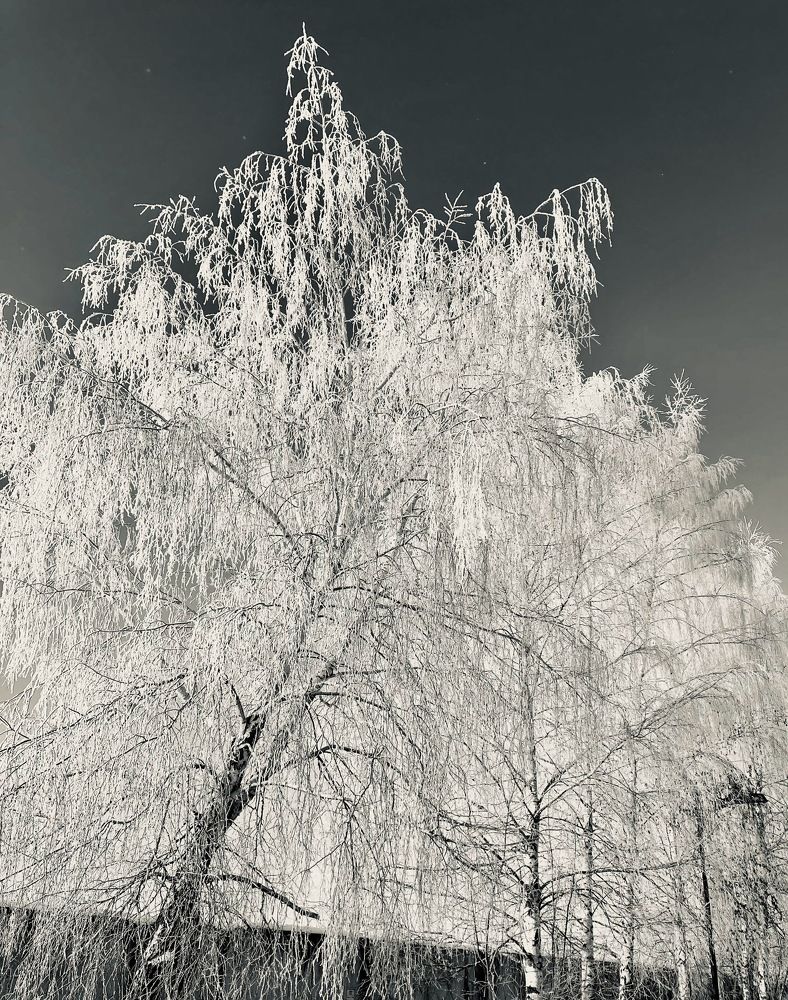 Зимние Березы