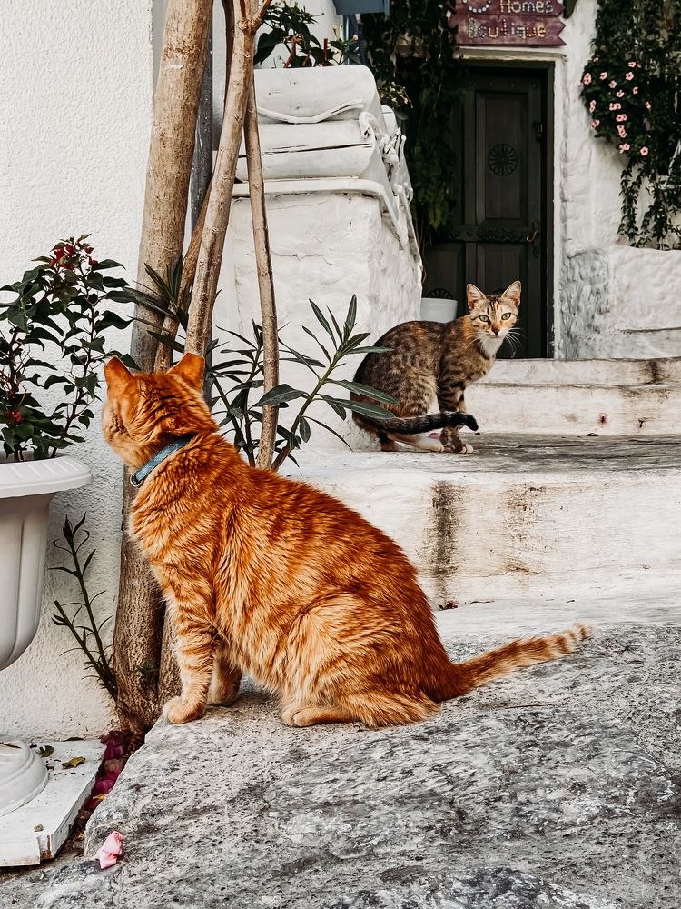 Photograph by Яна Колчанова