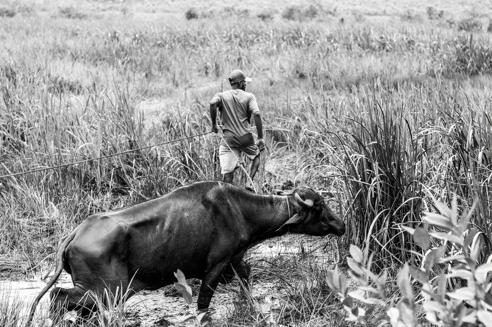 Photograph by Janith Prasanna J.P.