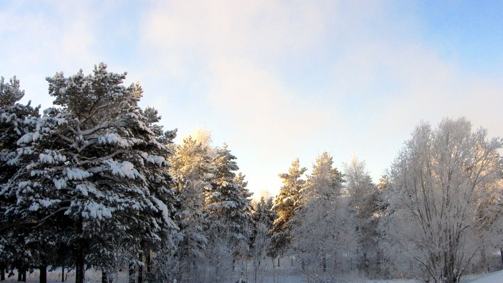 В морозный день