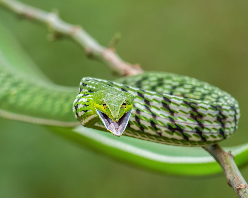 Фотография автора Anandhu M