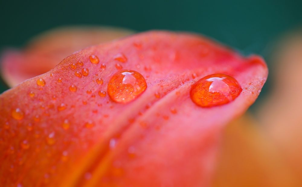 Photograph by Karen Mkrtchyan