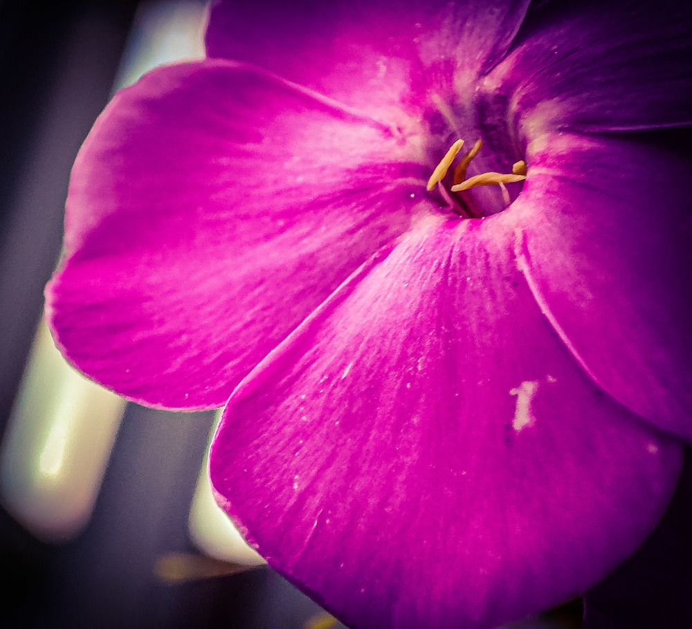 Photograph by Николай Яковлев