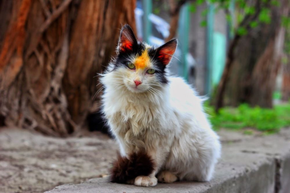 Photograph by Александр Григорьев