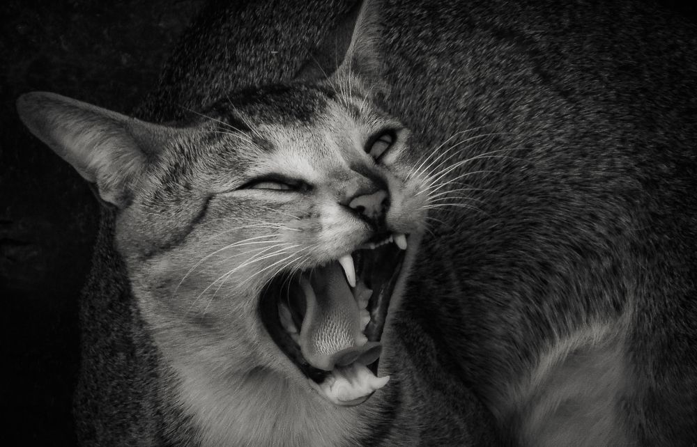 Photograph by Kaustav Ghosh