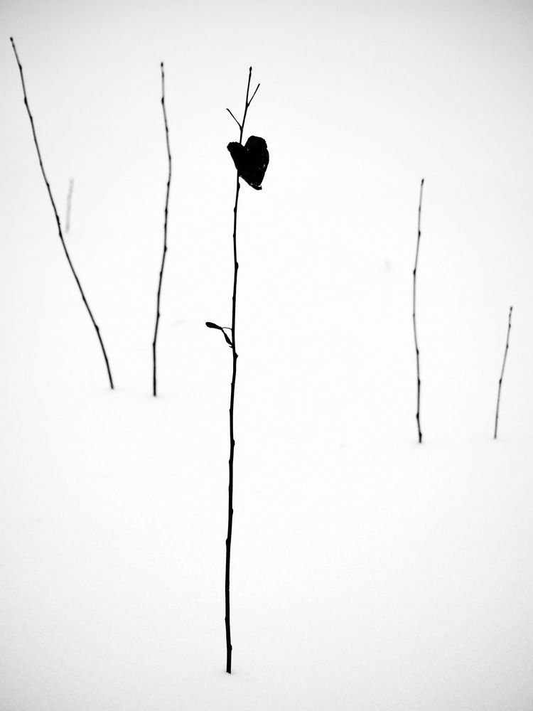 Photograph by Надежда Васильева