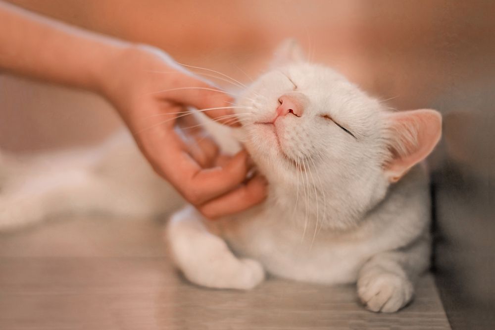 Фотография автора Екатерина Шаманаева