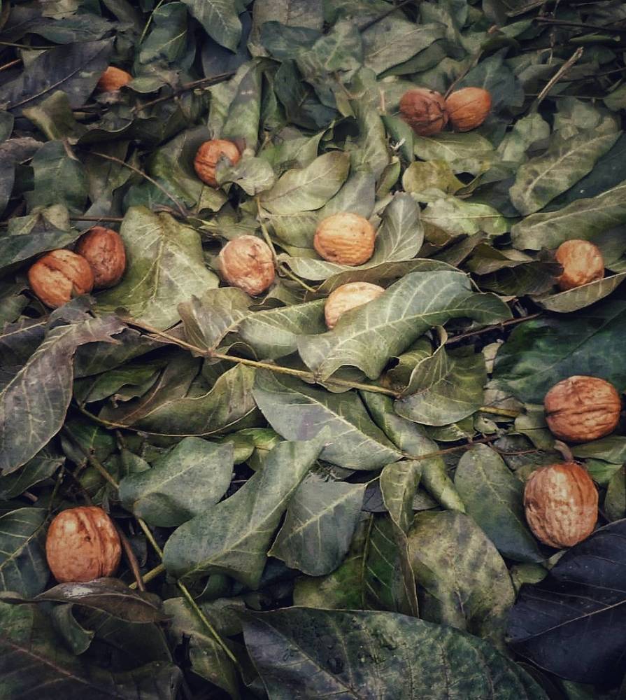 Грецкий орех.