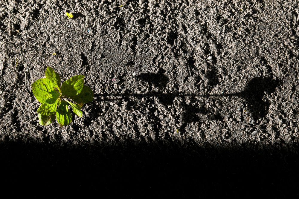 Фотография автора Devanand K S