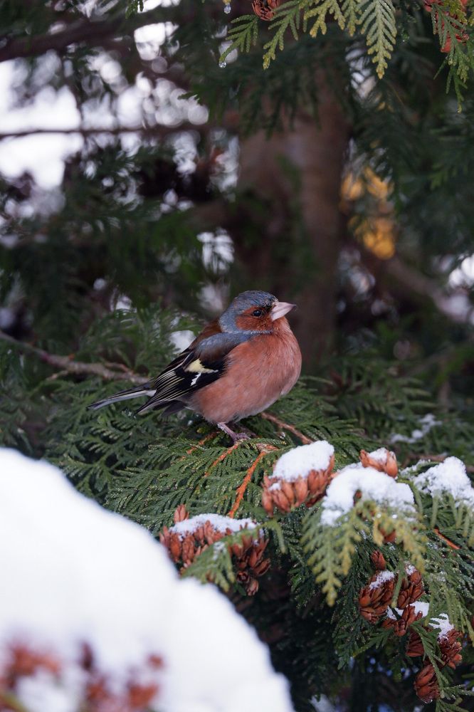 Photograph by Светлана Суворова