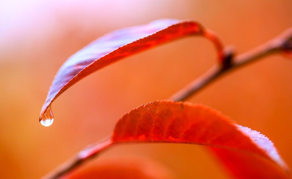 Photograph by Карен Мкртчяан