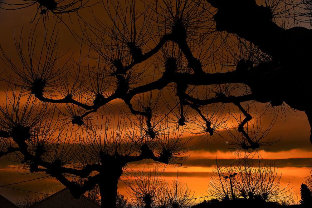 araignées du soir, espoir...