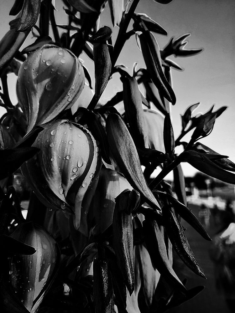 Photograph by Серафима Силина