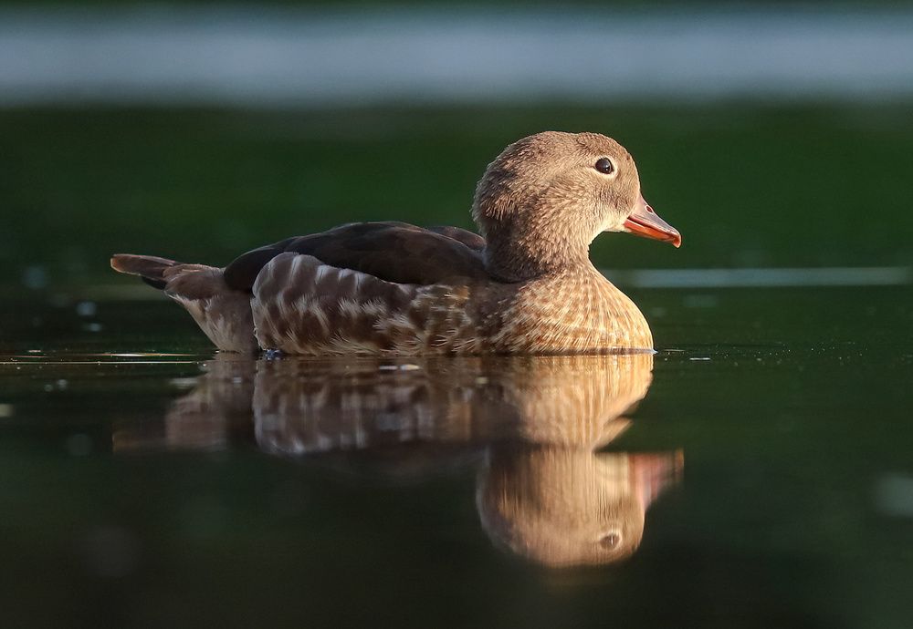 Photograph by Алёна Тиханович
