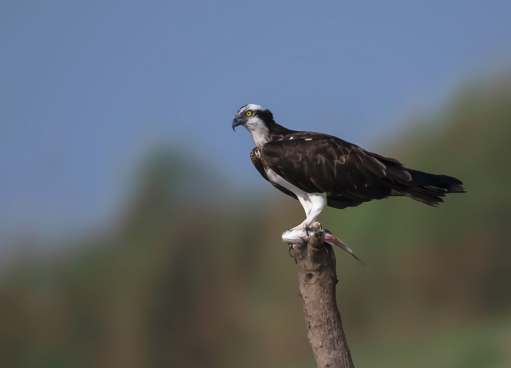 Photograph by Sagar Mondal