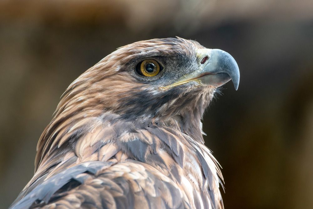 Властелин воздуха ( беркут)