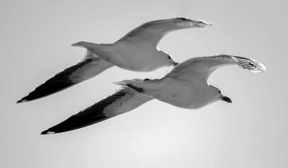 Photograph by Stamen Sotirov