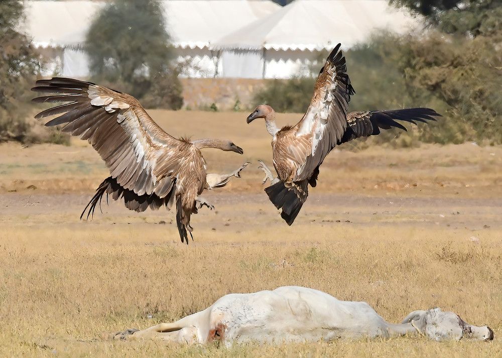 Photograph by Abhijeet Phalsankar