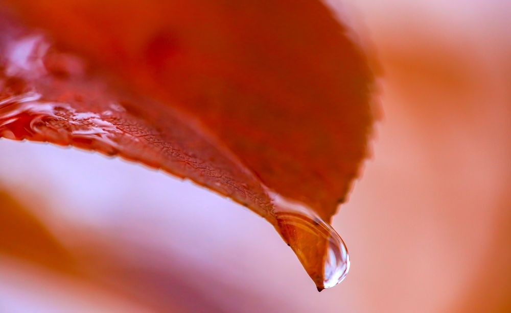 Photograph by Карен Мкртчяан