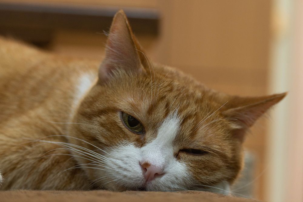 Фотография автора Оксана Белозерская