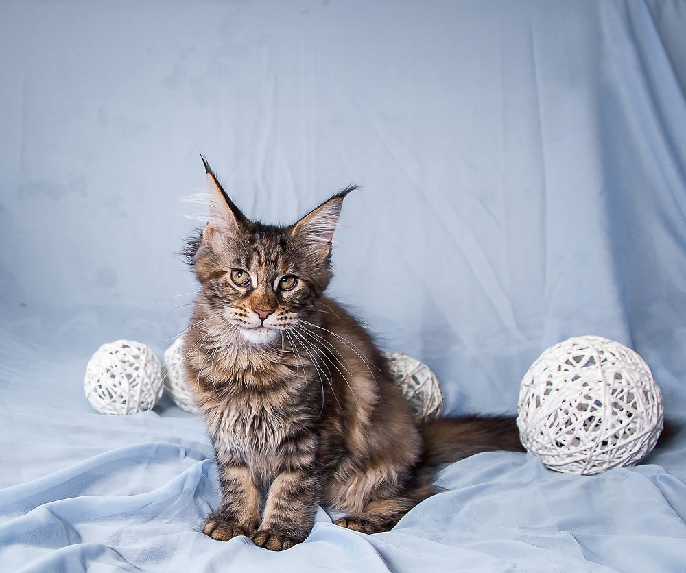 Недоверчивая