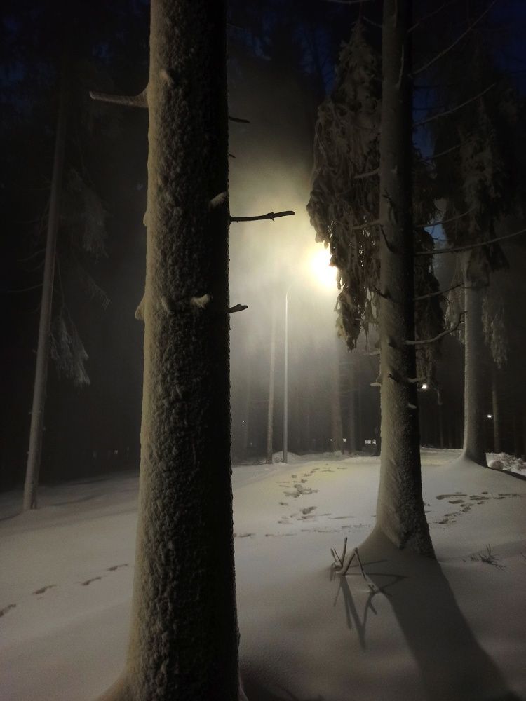 Вечер в лесу