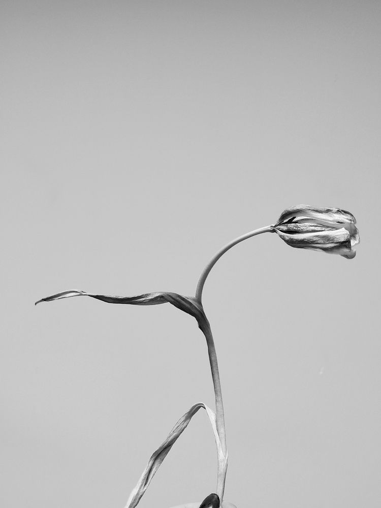 Photograph by Elishaya Muntean