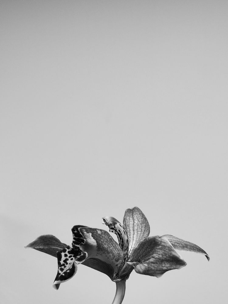 Photograph by Elishaya Muntean